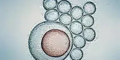 A cell under the microscope